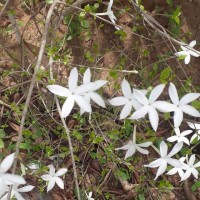 <i>Coffea wightiana</i>  Wall. ex Wight & Arn.